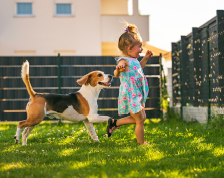  young girl runs with a beagle in her backyard on a summer day.